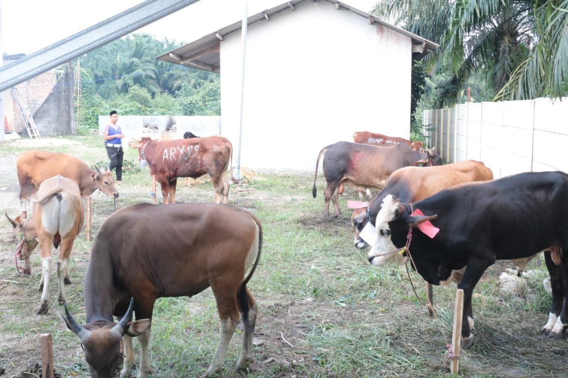 Momen Hari Raya Idul Adha 1446 H, Polres Tulang Bawang Sembelih 15 (lima belas) ekor Hewan Kurban.